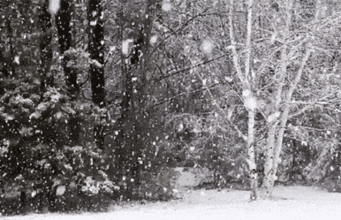 4.gif